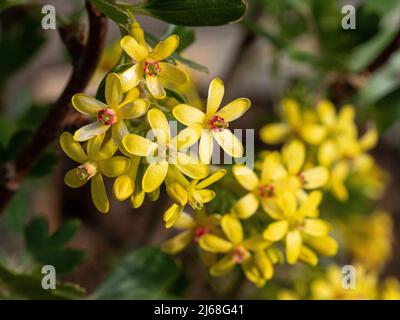 A close up of the yellow flowers of Ribes odoratum showing the red stamens in the centre Stock Photo