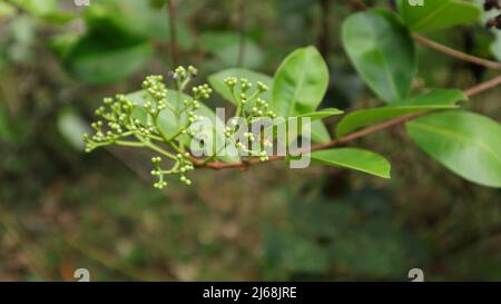 A red weaver ant on top of a yet to bloom bud cluster of Syzygium caryophyllatum plant in Sri Lanka Stock Photo