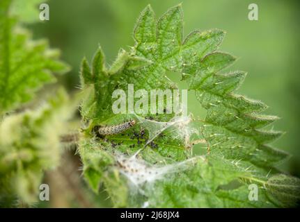 Caterpillar of Anthophila fabriciana, aka the Nettle tap moth. Stock Photo