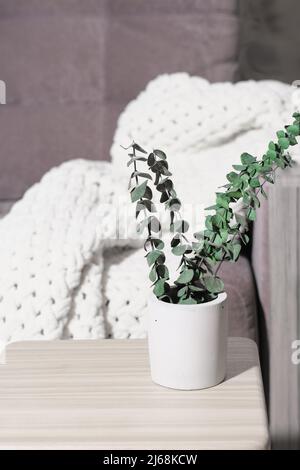 dry eucalyptus branches in concrete vase on a table in living room. home decor, morning sunlight. simple modern house decoration, minimal style, verti Stock Photo