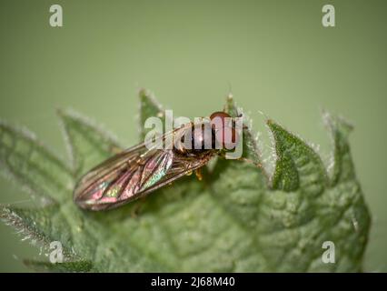 Chequered hoverfly macro, Melanostoma scalare. Closeup macro. Stock Photo