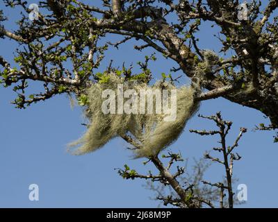 Fruticose Lichen Usnea aka Old Man's Beard or Beard Lichen. Exmoor, Devon, UK. Stock Photo