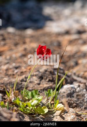 Poppy is a flowering plant in the subfamily Papaveroideae Stock Photo