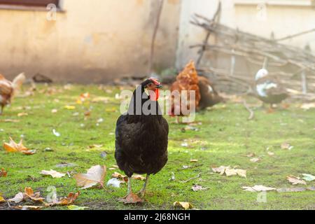Black Copper Marans hen walking in farm yard. Group of chicken walk free, feeding on summer green meadow. Flock of domestic birds eating on free range Stock Photo
