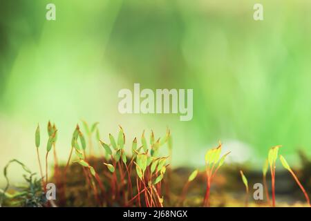 Spring moss thin sprouts growing in sunlight forest. Young delicate moss seeds grow on blurred green background, sunny light day in woodland. Natural Stock Photo