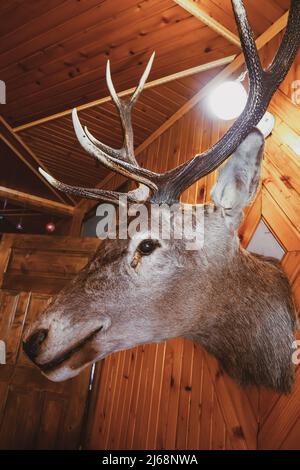 Old mounted head of horned deer hanging in hunting wooden lodge. Vintage stuffed deer head with big antlers in room. House decorated with stag hunter Stock Photo