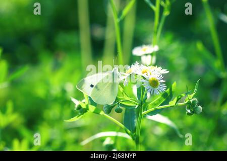 Large cabbage white butterfly fly in summer green field. Beauty Pieris brassicae insect on wildflower sits on daisy fleabane flower close up, sun ligh Stock Photo