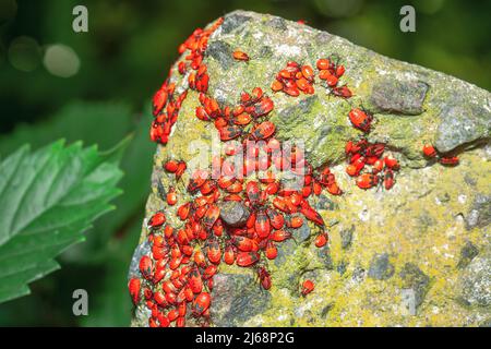 Lot of red firebug on large stone in summer forest. Many Pyrrhocoris apterus insects on big rock in woodland Stock Photo