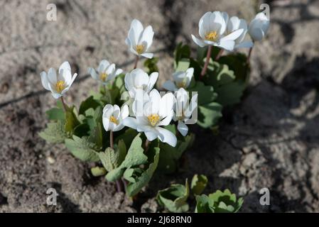 Bloodroot, Sanguinaria canadensis flowers, perennial, herbaceous flowering plant. Stock Photo
