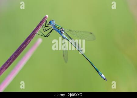Emerald Damselfly - Lestes sponsa damselfly, with a wide Palaearctic ...