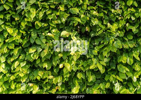 Green leaves of a hedge as background texture. Full frame colorful plant parts texture. Close-up with bright fresh natural tree sheets. Stock Photo