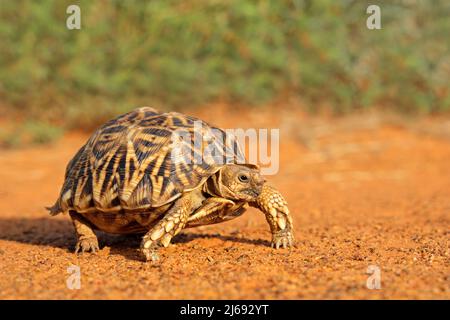 Leopard tortoise (Stigmochelys pardalis) in natural habitat, South Africa Stock Photo