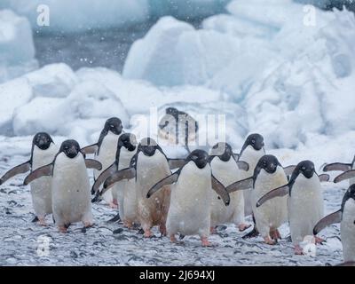 Adelie penguins (Pygoscelis adeliae), marching on the beach at Brown Bluff, Antarctic Sound, Antarctica, Polar Regions Stock Photo