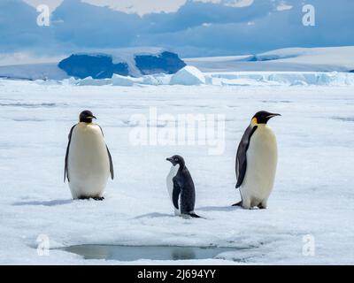 A pair of emperor penguins (Aptenodytes forsteri), with an Adelie penguin near Snow Hill Island, Weddell Sea, Antarctica, Polar Regions Stock Photo