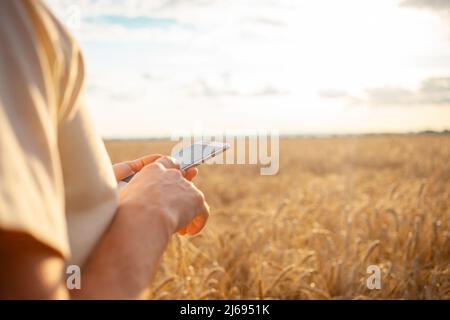 A young man agronomist uses modern technology in a wheat field. Ripe barley, sunset. The specialist calculates losses from rains and bad weather. Profit, well-being of agriculture. mobile internet