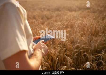 A young man agronomist uses modern technology in a wheat field. Ripe barley, sunset. The specialist calculates losses from rains and bad weather. Profit, well-being of agriculture. mobile phone Stock Photo