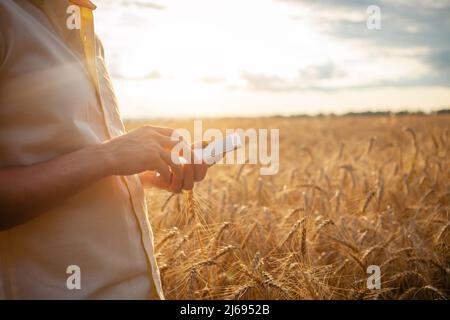 A young man agronomist uses modern technology in a wheat field. Ripe barley, sunset. The specialist calculates losses from rains and bad weather. Profit, well-being of agriculture. Agrarian country
