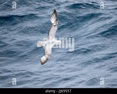 An adult southern fulmar (Fulmarus glacialoides), in flight in the Bellingshausen Sea, Antarctica, Polar Regions Stock Photo