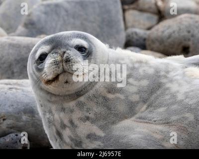 An adult Weddell seal (Leptonychotes weddellii), hauled out on Paulet Island in the Weddell Sea, Antarctica, Polar Regions Stock Photo