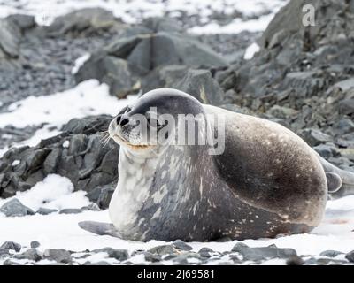 An adult Weddell seal (Leptonychotes weddellii), hauled out at Tay Head, Joinville Island, Antarctica, Polar Regions Stock Photo