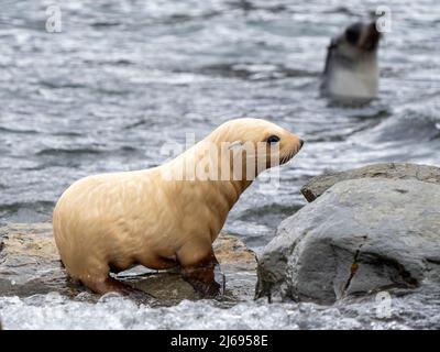 A leucistic Antarctic fur seal (Arctocephalus gazella), pup on the beach in Grytviken, South Georgia, South Atlantic, Polar Regions