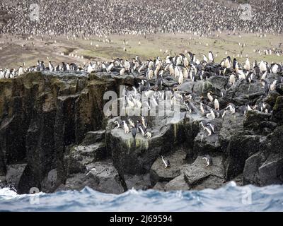 Chinstrap penguins (Pygoscelis antarcticus), diving off a cliff in to the sea, Zavodovski Island, South Sandwich Islands, South Atlantic Stock Photo
