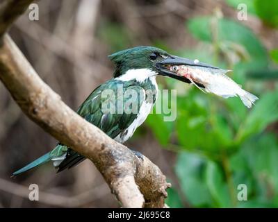 Adult female Amazon kingfisher (Chloroceryle amazona), with a fish, Rio Negro, Mato Grosso, Pantanal, Brazil, South America