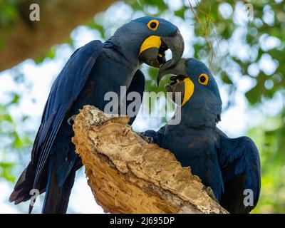 Adult hyacinth macaws (Anodorhynchus hyacinthinus), in a tree on the Rio Pixaim, Mata Grosso, Pantanal, Brazil, South America