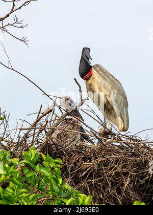 Adult jabiru stork (Jabiru mycteria), on a nest near Pouso Allegre, Mata Grosso, Pantanal, Brazil, South America Stock Photo