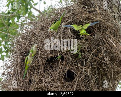 Adult monk parakeets (Myiopsitta monachus), in a communal nest, Mata Grosso, Pantanal, Brazil, South America Stock Photo