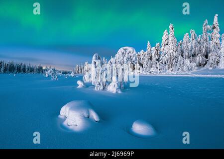 Northern Lights (Aurora Borealis) over frozen spruce trees covered with snow at dusk, Lapland, Finland, Europe Stock Photo