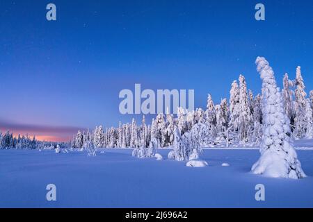 Frozen spruce trees covered with snow during winter dusk, Lapland, Finland, Europe Stock Photo