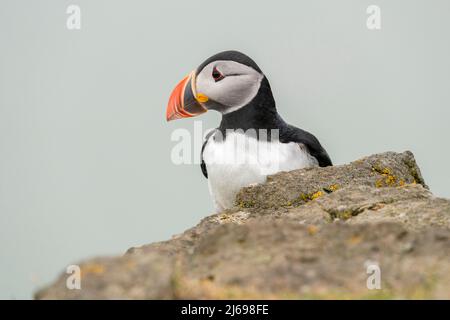 Atlantic puffin (Fratercula arctica), Mykines Island, Faroe Islands, Denmark Stock Photo