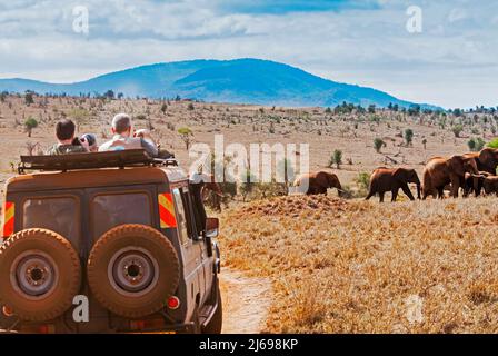 Tourists in the bush, Elephnats (Loxodonta africana), Lualenyi Ranch, Taita-Taveta County, Kenya, East Africa, Africa Stock Photo