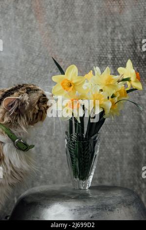 Portrait of tabby cat sits with a bouquet of yellow flowers and looks at daffodil flower in spring time Stock Photo
