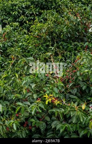 An organic coffee farm in the mountains of Panama, with red coffee cherries ready for harvest, Chiriqui highlands, Panama Stock Photo