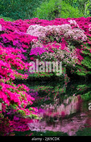 Still pond and Azaleas in full bloom in Isabella Plantation, Richmond Park, London, England, UK Stock Photo