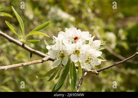 Blooming Willow-leaved Pear ,Pyrus salicifolia, is a species of pear Stock Photo
