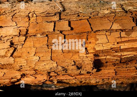 Old cracked tree stump. Old wood texture Stock Photo