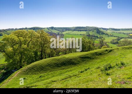 The ramparts of Cadbury Castle, a bronze and iron age hillfort known locally as King Arthur’s Camelot. South Cadbury, Somerset, England. Stock Photo