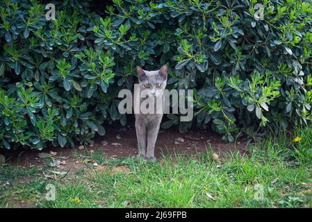 Gray stray cat with yellow eyes in the garden. Curiosity lookings. Stock Photo