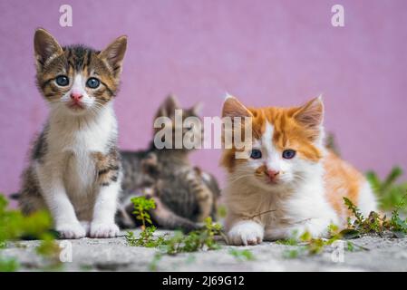 Little gray tabby cat. Blurred kittens with beautiful blue eyes in background. Stock Photo