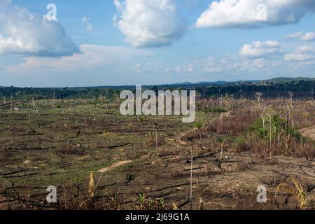 Amazon rainforest illegal deforestation. Cattle farm burn forest trees to open pasture in Amazonas, Brazil. Agriculture, environment, ecology concept. Stock Photo