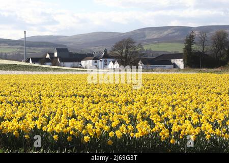Fettercairn, Aberdeenshire, Scotland, UK. Field of daffodils growing for commercial reasons in the foreground with the Fettercairn Distillery in the middle distance Stock Photo