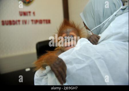 (220429) -- MEDAN, April 29, 2022 (Xinhua) -- A veterinarian holds a one-month-old male baby of Sumatran orangutan saved from illegal wildlife trade in Medan, Indonesia, April 28, 2022. (Photo by Sutanta Aditya/Xinhua) Stock Photo