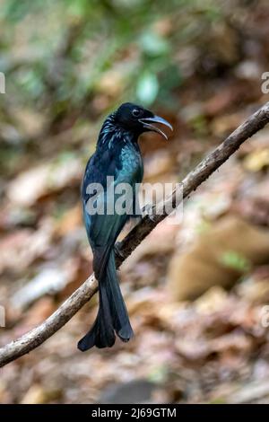 The Hair-crested Drongo or is a bird in Asia from the family Dicruridae  which was conspecific with Dicrurus bracteatus or Spangled Drongo in which  it Stock Photo - Alamy