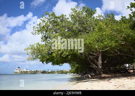 ORANJESTAD, ARUBA - DECEMBER 16, 2020: Fofoti trees (lat. Conocarpus erectus) along Surfside beach in Oranjestad, Aruba Stock Photo