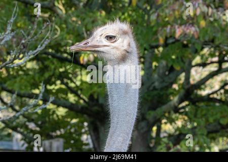 head of a Red-necked ostrich (Struthio camelus camelus) isolated on a natural green background Stock Photo