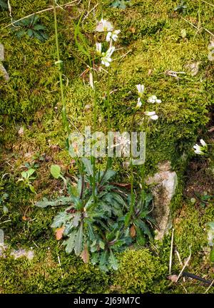 The very rare Bristol Rock Cress Arabis stricta or A. scabra growing on mossy limestone rocks in the Avon Gorge Bristol its only UK stonghold Stock Photo