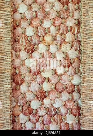 Panel of a cabinet made with hundreds of shells and containing a shell collection at Basildon Park Berkshire UK Stock Photo